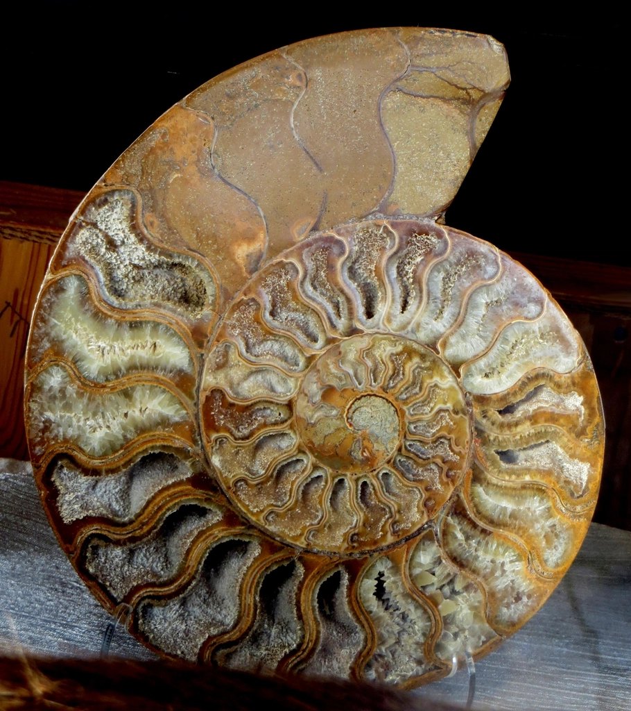 Ammonite: el deseo en un lugar donde nadie mira